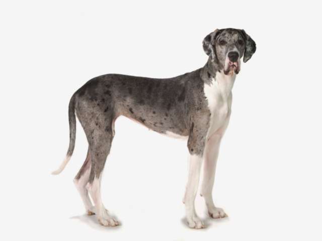 Big Dog Names For Both Male And Female