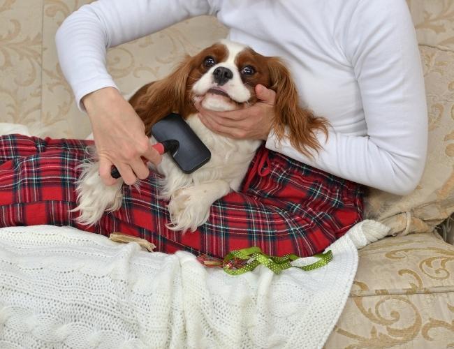 Owner brushing her dog to stop Hair Shedding