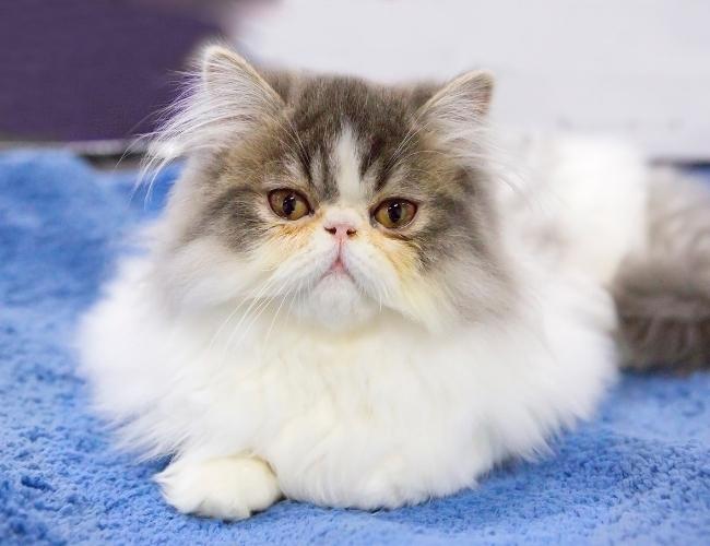 Cat-Friendly Home