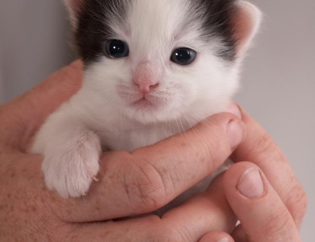 Man's hand hold a cute kitten