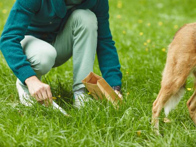 Clean Up After Your Dog