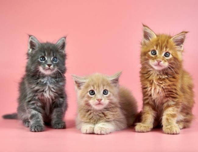 Different color kitten sitting together