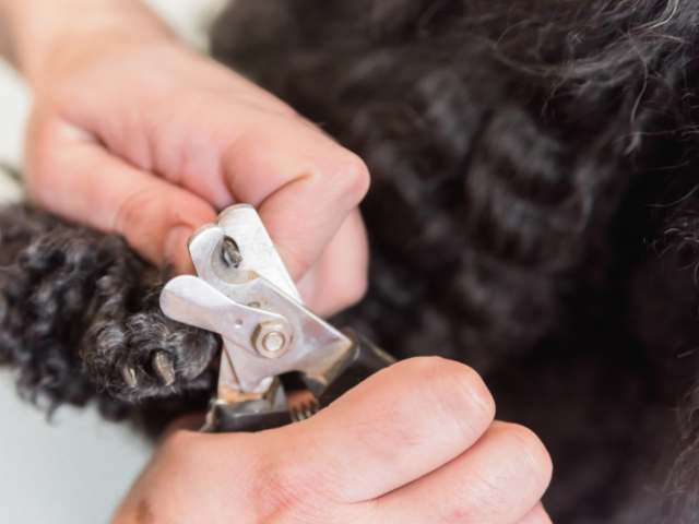 Cut the nails of hairy-pawed pup