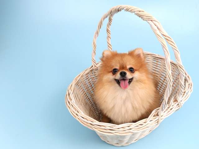 Cute Names For Male And Female Dogs