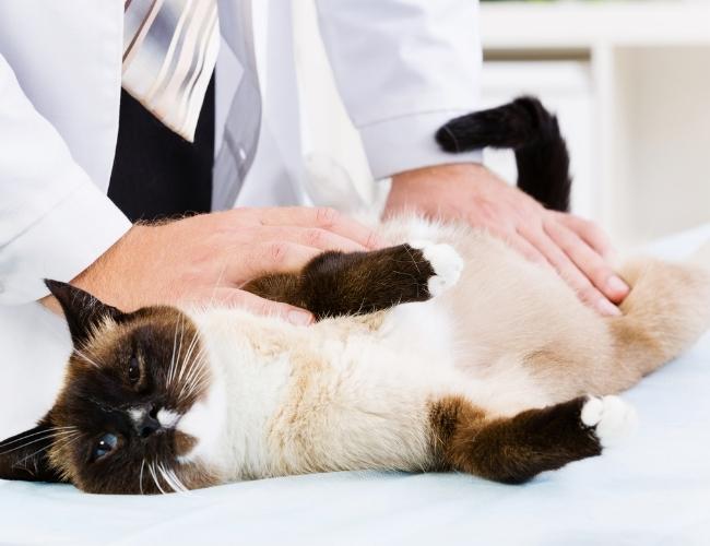 Vet checking ringworm in cat