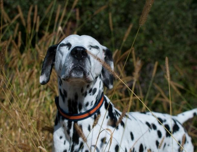 SNIFFER DOGs can detect CORONAVIRUS