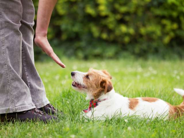 Lady Dog Trainer Teaching Down Command To German Shepherd Dog