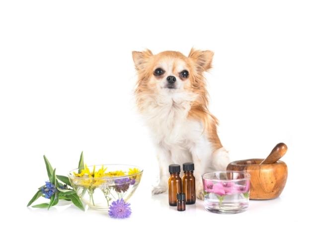 Essential Oils For Dog Diet