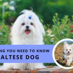 Everything You Need To Know About Maltese Dog Price Health Lifespan