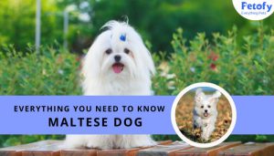 Everything You Need To Know About Maltese Dog Price Health Lifespan