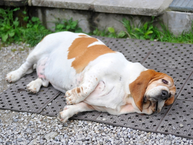 Fat Dog