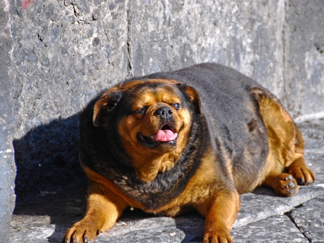 Obesity in Dog