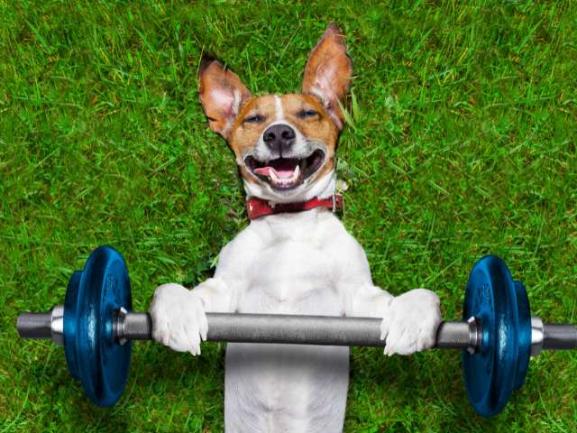 2. Make sure your Dog is Physically Fit