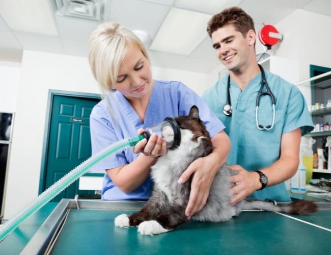 Follow Up With Your Vet