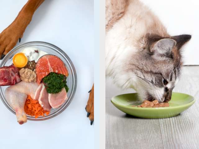 Difference between Dog And Cat