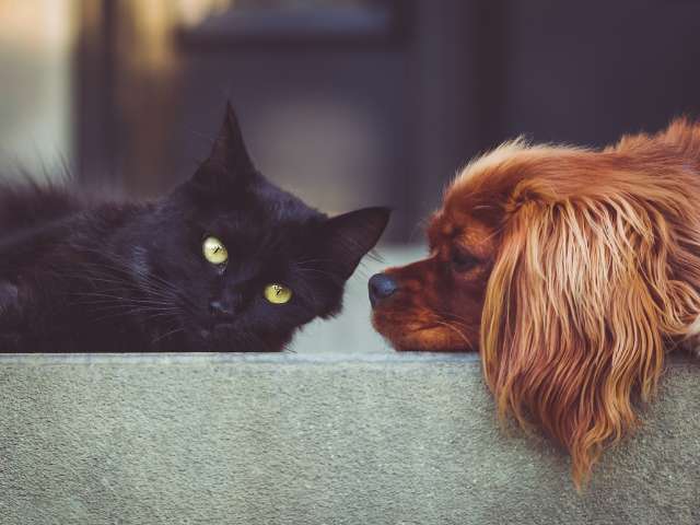 Difference between Dog And Cat