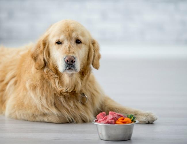 Grain Free Foods For Dog Diet