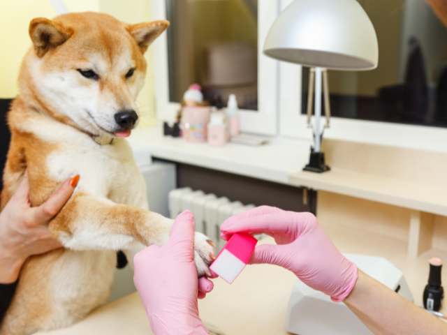 Grinding Your Dog's Nails