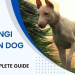 Jonangi Indian Dog Breed – The Complete Guide