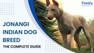 Jonangi Indian Dog Breed – The Complete Guide