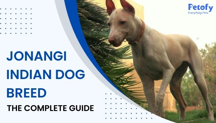 Jonangi Indian Dog Breed – The Complete Guide