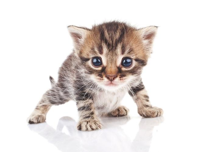 kitten