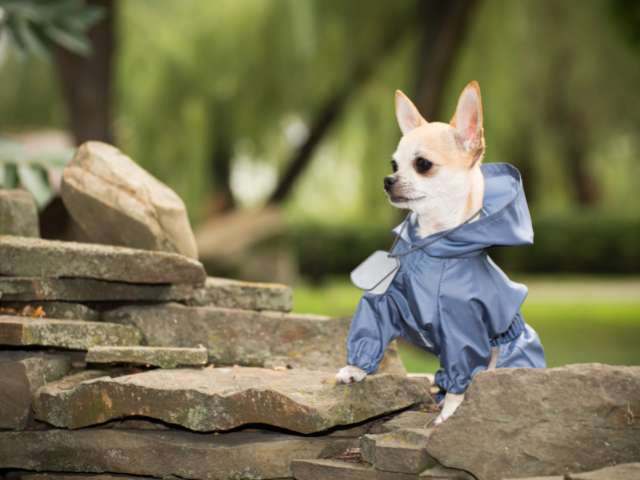 Id Tag and Clothes for your dog