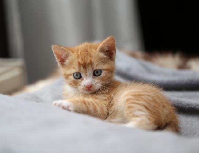 A cute kitten sitting on blanket and looking at viewer