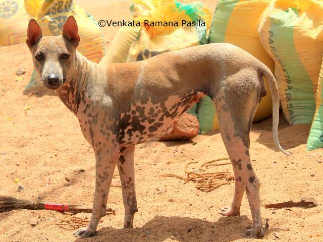 Jonangi
