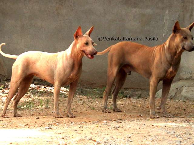 Jonangi Dog Pair Guarding