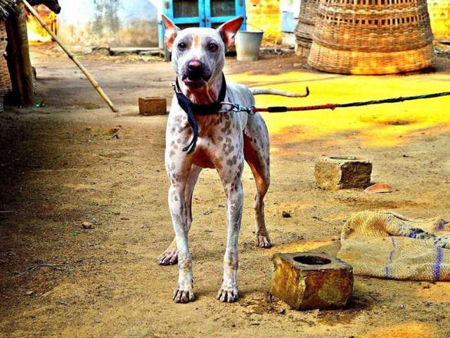 Jonangi from Konkan Coast. Courtesy: Shailesh Nabar