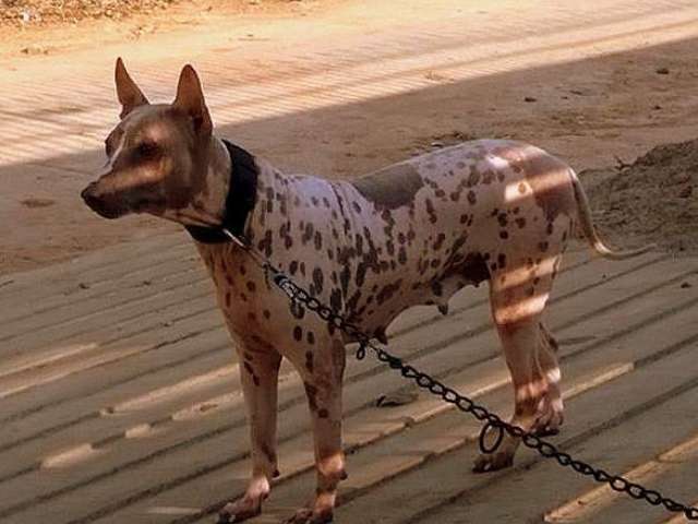 Jonangi from Krishna District
