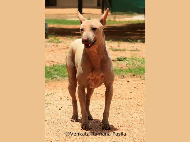 Jonangi full worked out