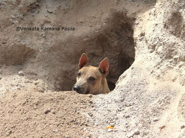 Jonangi in Ditch