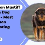 Kumaon Mastiff Indian Dog Breed Interesting Facts  