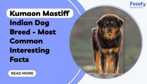 Kumaon Mastiff Indian Dog Breed Interesting Facts