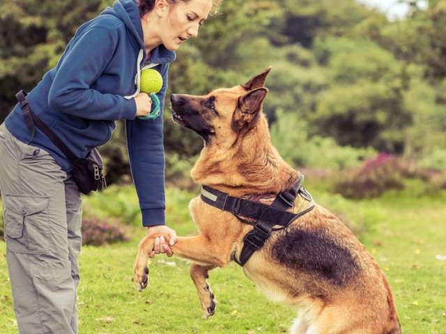 Lady Dog Trainer Teaching Leave it Command To German Shepherd Dog
