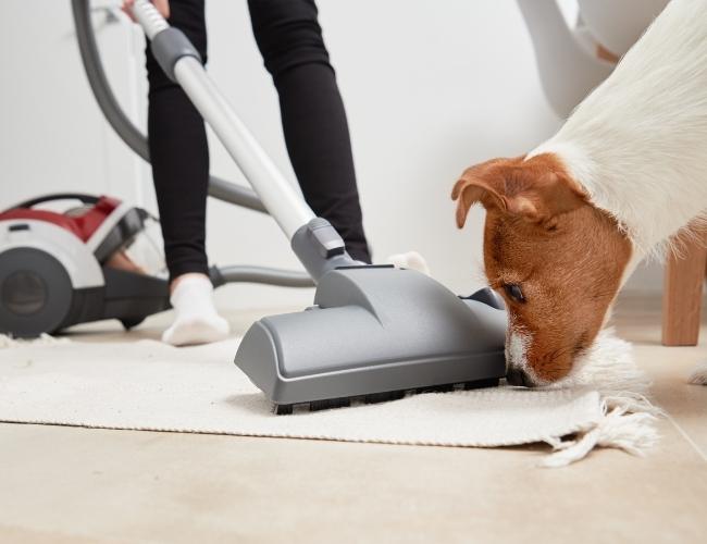 Owner Vacuuming Dog's hair