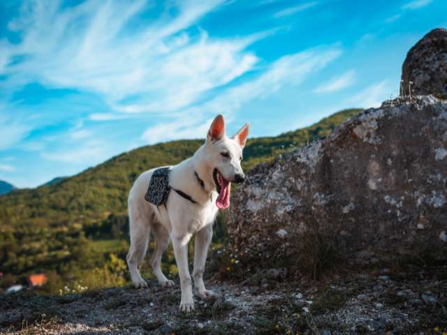 Dog Hiking Tips - Look for the rules and regulations