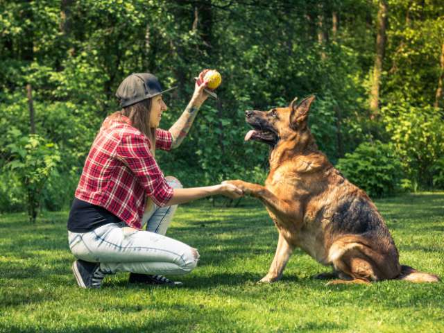 Lady Dog Trainer Teaching Take it and drop it Command To German Shepherd Dog