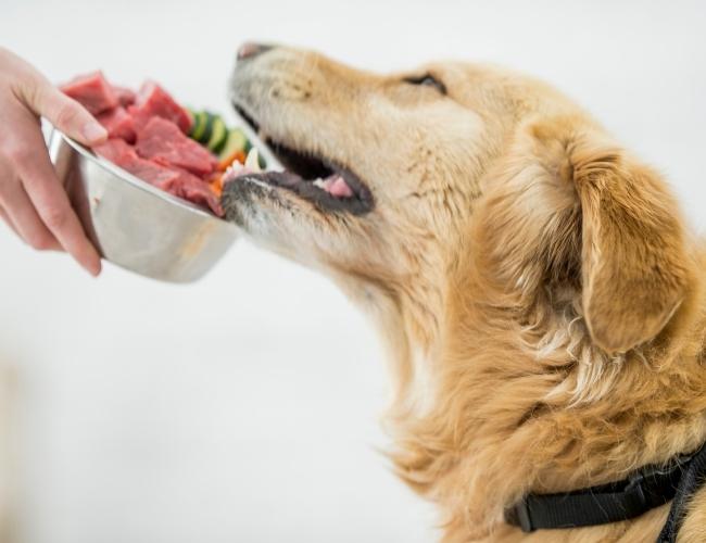 Owner offering meal to Dog