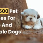 Top 500 Unique Names For Male & Female Dogs in 2022-2023 