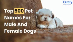 Top 500 Unique Names For Male & Female Dogs in 2022-2023