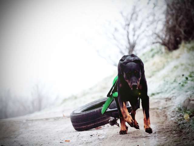 Train your dog to Share the Load