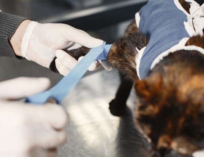 Vet giving ringworm treatment to cat