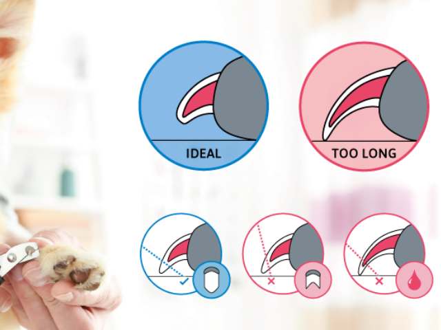 How to cut dog nails tips - Trim out of their line of sight