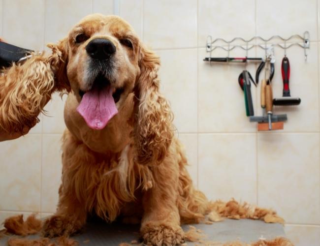Dog Groomer Using a Fog Hair Blower