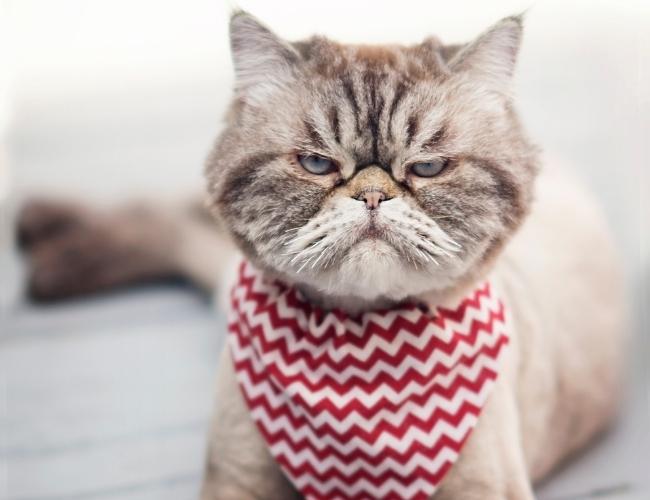 Cat-Friendly Home