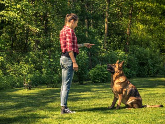 Lady Dog Trainer Teaching Watch me Command To German Shepherd Dog