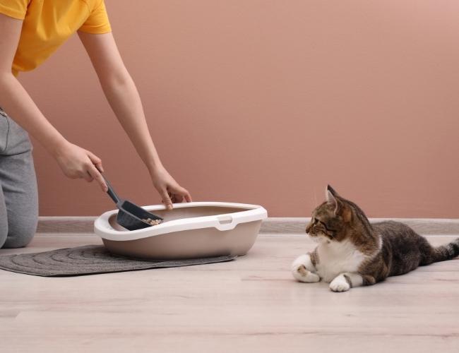 Cat-Friendly Home